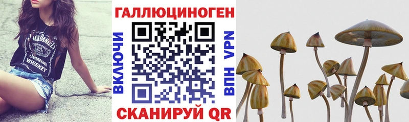 цена   Шатура  Псилоцибиновые грибы GOLDEN TEACHER 